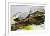 Wa, Juanita, Juanita Bay Wetland, Painted Turtles, Chrysemys Picta-Jamie And Judy Wild-Framed Photographic Print