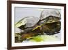 Wa, Juanita, Juanita Bay Wetland, Painted Turtles, Chrysemys Picta-Jamie And Judy Wild-Framed Photographic Print