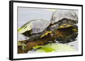 Wa, Juanita, Juanita Bay Wetland, Painted Turtles, Chrysemys Picta-Jamie And Judy Wild-Framed Photographic Print