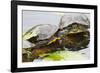 Wa, Juanita, Juanita Bay Wetland, Painted Turtles, Chrysemys Picta-Jamie And Judy Wild-Framed Photographic Print