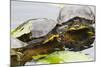 Wa, Juanita, Juanita Bay Wetland, Painted Turtles, Chrysemys Picta-Jamie And Judy Wild-Mounted Photographic Print