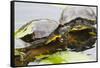 Wa, Juanita, Juanita Bay Wetland, Painted Turtles, Chrysemys Picta-Jamie And Judy Wild-Framed Stretched Canvas