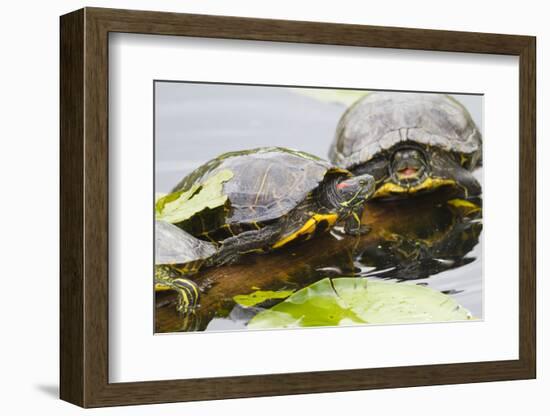 Wa, Juanita, Juanita Bay Wetland, Painted Turtles, Chrysemys Picta-Jamie And Judy Wild-Framed Photographic Print