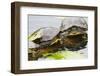 Wa, Juanita, Juanita Bay Wetland, Painted Turtles, Chrysemys Picta-Jamie And Judy Wild-Framed Photographic Print