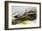 Wa, Juanita, Juanita Bay Wetland, Painted Turtles, Chrysemys Picta-Jamie And Judy Wild-Framed Photographic Print