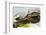 Wa, Juanita, Juanita Bay Wetland, Painted Turtles, Chrysemys Picta-Jamie And Judy Wild-Framed Photographic Print