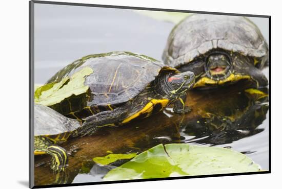 Wa, Juanita, Juanita Bay Wetland, Painted Turtles, Chrysemys Picta-Jamie And Judy Wild-Mounted Photographic Print