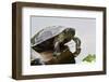 Wa, Juanita, Juanita Bay Wetland, Painted Turtles, Chrysemys Picta-Jamie And Judy Wild-Framed Photographic Print