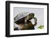 Wa, Juanita, Juanita Bay Wetland, Painted Turtles, Chrysemys Picta-Jamie And Judy Wild-Framed Photographic Print