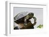 Wa, Juanita, Juanita Bay Wetland, Painted Turtles, Chrysemys Picta-Jamie And Judy Wild-Framed Photographic Print