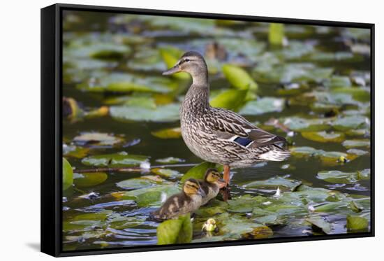 Wa, Mercer Slough, Mallard Fe Duck and Ducklings, Anas Platyrhynchos-Jamie And Judy Wild-Framed Stretched Canvas