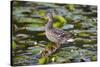 Wa, Mercer Slough, Mallard Fe Duck and Ducklings, Anas Platyrhynchos-Jamie And Judy Wild-Stretched Canvas