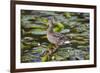 Wa, Mercer Slough, Mallard Fe Duck and Ducklings, Anas Platyrhynchos-Jamie And Judy Wild-Framed Photographic Print