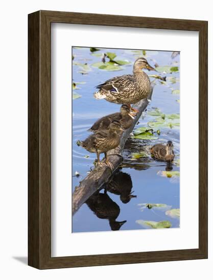 Wa, Mercer Slough, Mallard Fe Duck and Ducklings, Anas Platyrhynchos-Jamie And Judy Wild-Framed Photographic Print