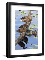 Wa, Mercer Slough, Mallard Fe Duck and Ducklings, Anas Platyrhynchos-Jamie And Judy Wild-Framed Photographic Print
