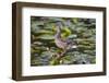 Wa, Mercer Slough, Mallard Fe Duck and Ducklings, Anas Platyrhynchos-Jamie And Judy Wild-Framed Photographic Print