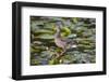 Wa, Mercer Slough, Mallard Fe Duck and Ducklings, Anas Platyrhynchos-Jamie And Judy Wild-Framed Photographic Print