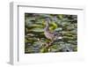 Wa, Mercer Slough, Mallard Fe Duck and Ducklings, Anas Platyrhynchos-Jamie And Judy Wild-Framed Photographic Print