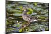 Wa, Mercer Slough, Mallard Fe Duck and Ducklings, Anas Platyrhynchos-Jamie And Judy Wild-Mounted Photographic Print