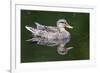 Wa, Mercer Slough, Mallard Female Duck, Anas Platyrhynchos-Jamie And Judy Wild-Framed Photographic Print