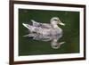 Wa, Mercer Slough, Mallard Female Duck, Anas Platyrhynchos-Jamie And Judy Wild-Framed Photographic Print