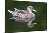 Wa, Mercer Slough, Mallard Female Duck, Anas Platyrhynchos-Jamie And Judy Wild-Mounted Photographic Print