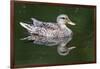 Wa, Mercer Slough, Mallard Female Duck, Anas Platyrhynchos-Jamie And Judy Wild-Framed Photographic Print