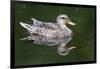 Wa, Mercer Slough, Mallard Female Duck, Anas Platyrhynchos-Jamie And Judy Wild-Framed Photographic Print