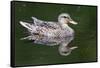 Wa, Mercer Slough, Mallard Female Duck, Anas Platyrhynchos-Jamie And Judy Wild-Framed Stretched Canvas