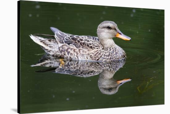 Wa, Mercer Slough, Mallard Female Duck, Anas Platyrhynchos-Jamie And Judy Wild-Stretched Canvas