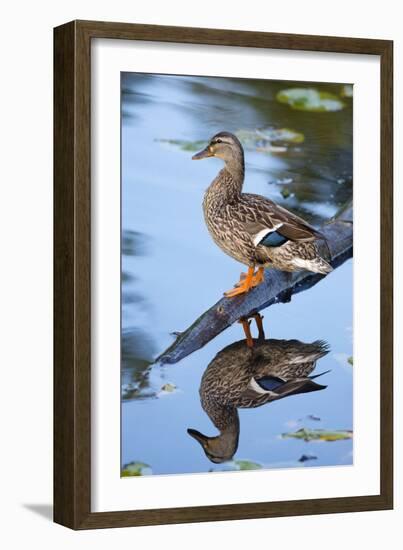 Wa, Mercer Slough, Mallard Female Duck, Anas Platyrhynchos-Jamie And Judy Wild-Framed Photographic Print