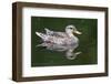 Wa, Mercer Slough, Mallard Female Duck, Anas Platyrhynchos-Jamie And Judy Wild-Framed Photographic Print