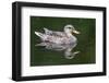 Wa, Mercer Slough, Mallard Female Duck, Anas Platyrhynchos-Jamie And Judy Wild-Framed Photographic Print