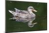 Wa, Mercer Slough, Mallard Female Duck, Anas Platyrhynchos-Jamie And Judy Wild-Mounted Photographic Print