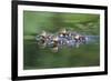 Wa, Mercer Slough, Wood Duck Ducklings, Aix Slonsa-Jamie And Judy Wild-Framed Photographic Print