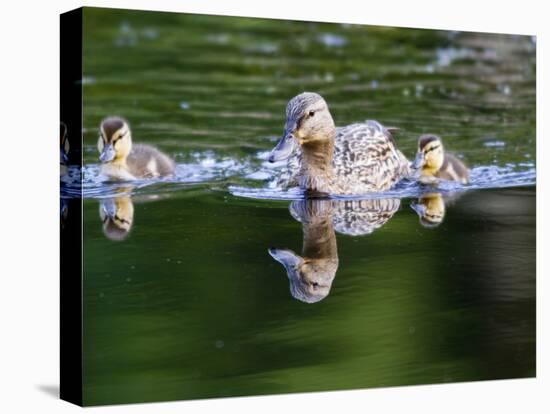 Wa, Mercer Slough, Wood Duck Female and Ducklings, Aix Sponsa-Jamie And Judy Wild-Stretched Canvas