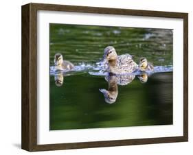 Wa, Mercer Slough, Wood Duck Female and Ducklings, Aix Sponsa-Jamie And Judy Wild-Framed Premium Photographic Print