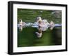 Wa, Mercer Slough, Wood Duck Female and Ducklings, Aix Sponsa-Jamie And Judy Wild-Framed Photographic Print