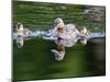 Wa, Mercer Slough, Wood Duck Female and Ducklings, Aix Sponsa-Jamie And Judy Wild-Mounted Photographic Print