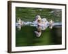 Wa, Mercer Slough, Wood Duck Female and Ducklings, Aix Sponsa-Jamie And Judy Wild-Framed Photographic Print