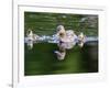 Wa, Mercer Slough, Wood Duck Female and Ducklings, Aix Sponsa-Jamie And Judy Wild-Framed Photographic Print