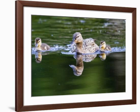 Wa, Mercer Slough, Wood Duck Female and Ducklings, Aix Sponsa-Jamie And Judy Wild-Framed Photographic Print