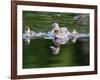 Wa, Mercer Slough, Wood Duck Female and Ducklings, Aix Sponsa-Jamie And Judy Wild-Framed Photographic Print