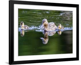 Wa, Mercer Slough, Wood Duck Female and Ducklings, Aix Sponsa-Jamie And Judy Wild-Framed Photographic Print