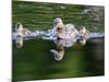 Wa, Mercer Slough, Wood Duck Female and Ducklings, Aix Sponsa-Jamie And Judy Wild-Mounted Photographic Print