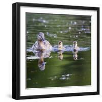 Wa, Mercer Slough, Wood Duck Female and Ducklings, Aix Sponsa-Jamie And Judy Wild-Framed Photographic Print