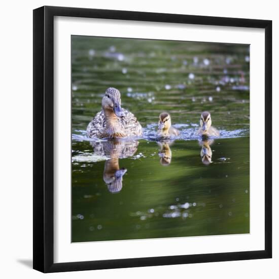 Wa, Mercer Slough, Wood Duck Female and Ducklings, Aix Sponsa-Jamie And Judy Wild-Framed Photographic Print