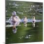 Wa, Mercer Slough, Wood Duck Female and Ducklings, Aix Sponsa-Jamie And Judy Wild-Mounted Photographic Print