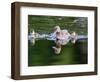 Wa, Mercer Slough, Wood Duck Female and Ducklings, Aix Sponsa-Jamie And Judy Wild-Framed Photographic Print
