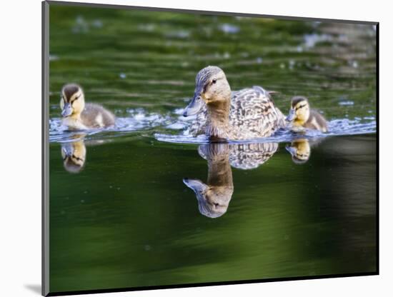 Wa, Mercer Slough, Wood Duck Female and Ducklings, Aix Sponsa-Jamie And Judy Wild-Mounted Photographic Print